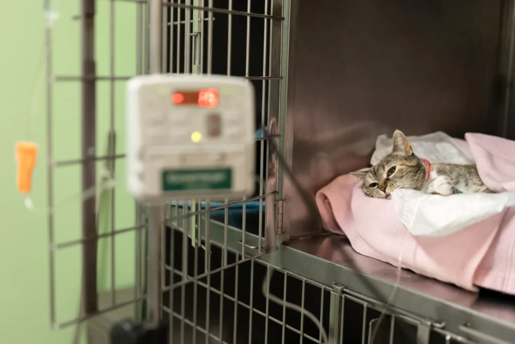 hospitalización
